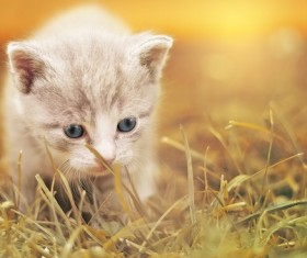 Cute kitten cubs Stock Photo