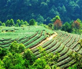 Dasan and tea garden Stock Photo
