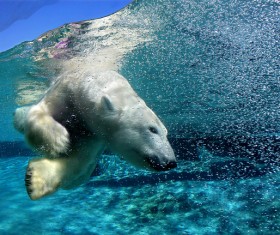 Diving polar bear Stock Photo