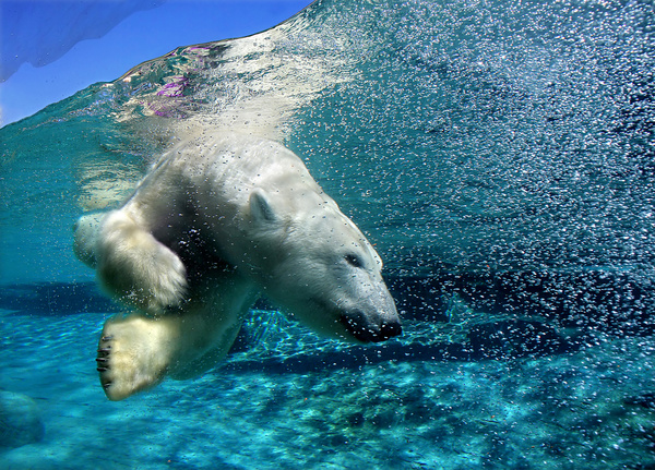 Diving polar bear Stock Photo