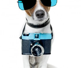 Dog with sunglasses hanging from a camera Stock Photo