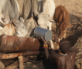 Drinking water cow Stock Photo