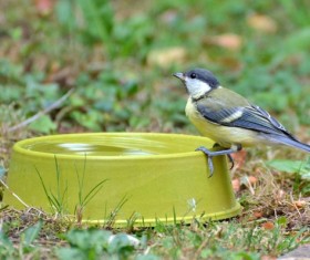Drinking water tits Stock Photo