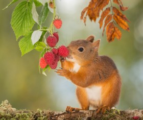 Eat squirrels of food Stock Photo
