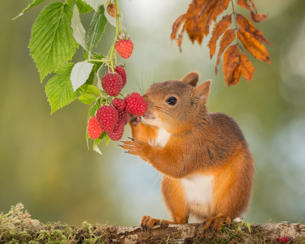 Eat squirrels of food Stock Photo