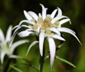 Edelweiss Stock Photo