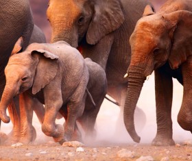 Elephant migration HD picture
