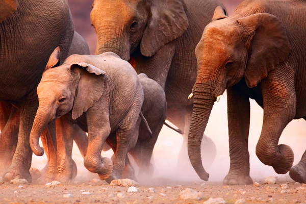 Elephant migration HD picture