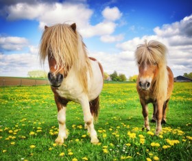 Farm dwarf horse Stock Photo