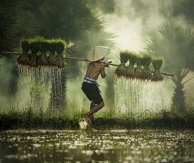 Farmers who work in the fields Stock Photo