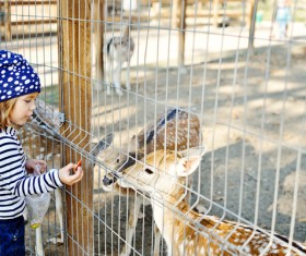 Feed the little girl of the deer HD picture