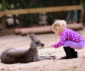 Feed the little kangaroo girl HD picture