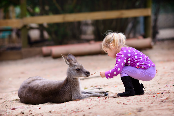 Feed the little kangaroo girl HD picture