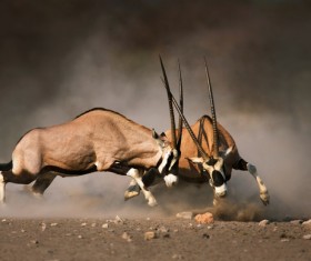Fighting the antelope HD picture