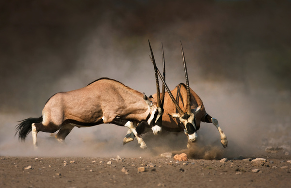 Fighting the antelope HD picture