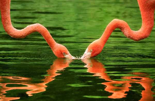 Flamingos drink Stock Photo