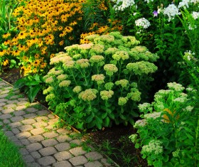 Flower garden path Stock Photo
