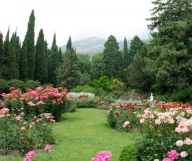 Flowers and trees Stock Photo