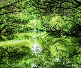 Forest trees and lakes Stock Photo