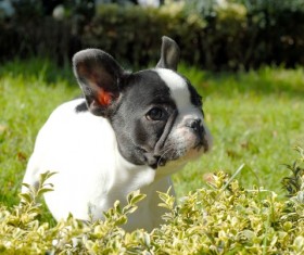 French Bulldog HD picture