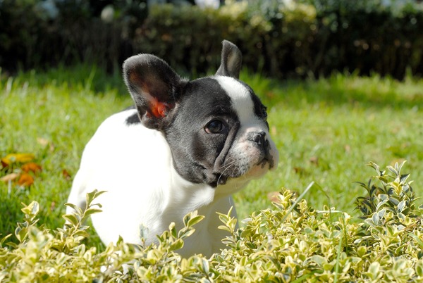 French Bulldog HD picture