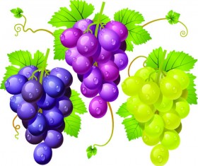 Fresh grapes vector illustration design 01