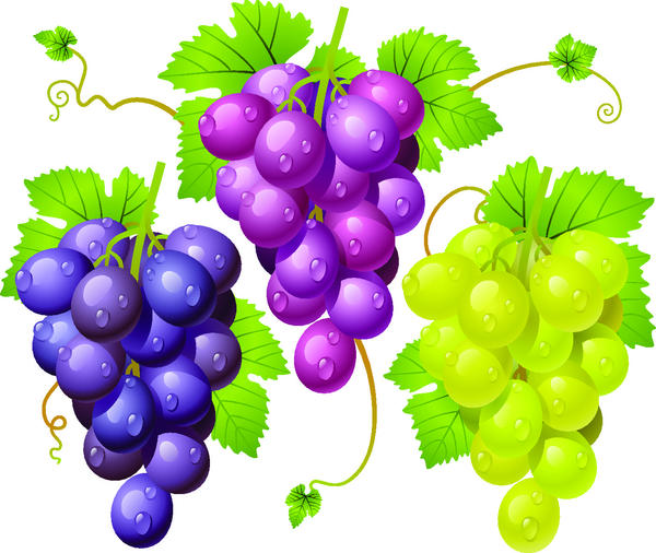 Fresh grapes vector illustration design 01