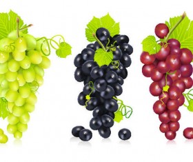 Fresh grapes vector illustration design 02