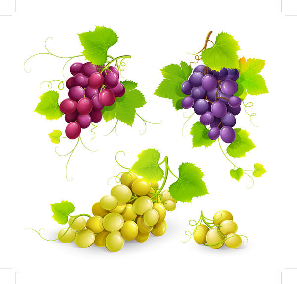 Fresh grapes vector illustration design 03