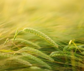 Full of wheat Stock Photo