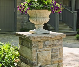 Garden ornamental flowers Stock Photo