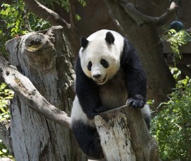Giant panda Stock Photo
