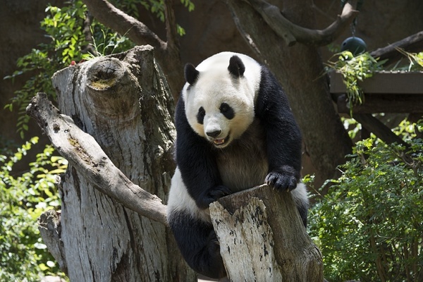 Giant panda Stock Photo