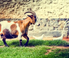 Goats and pigeons Stock Photo