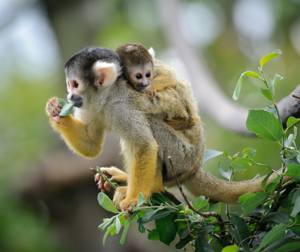 Golden monkey mother and child on branches HD picture