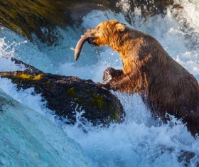 Grizzly bear hunt Stock Photo