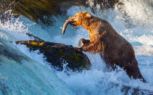 Grizzly bear hunt Stock Photo