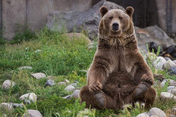 Grizzly bear sitting on the ground Stock Photo