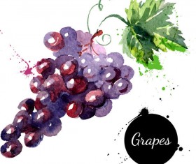 Grunge watercolor grapes vector