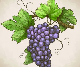 Hand drawn grapes retro vector