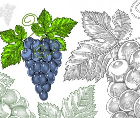 Hand drawn grapes with seamless pattern vector