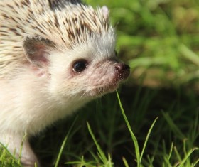 Hedgehog Stock Photo 01