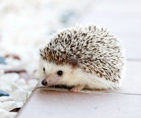 Hedgehog Stock Photo 02