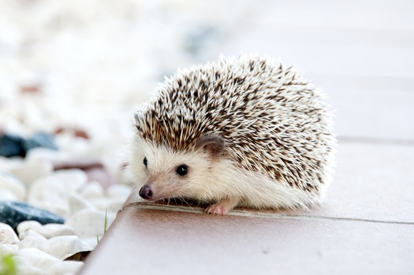 Hedgehog Stock Photo 02