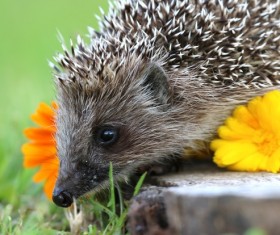 Hedgehog Stock Photo 03