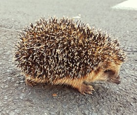 Hedgehog Stock Photo 04