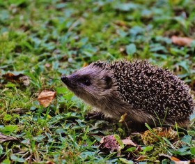 Hedgehog Stock Photo 05