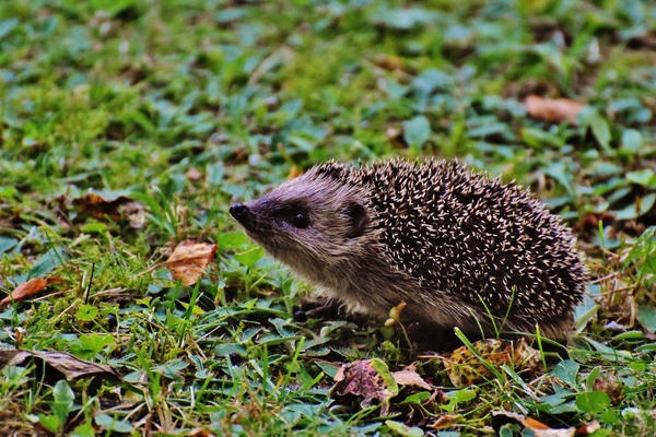 Hedgehog Stock Photo 05