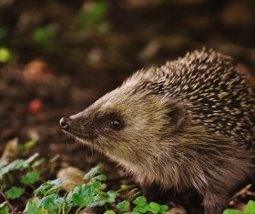 Hedgehog Stock Photo 06