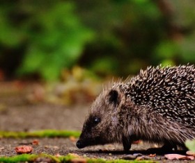 Hedgehog Stock Photo 07